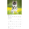 image Siberian Husky Puppies 2026 Wall Calendar Third Alternate Image