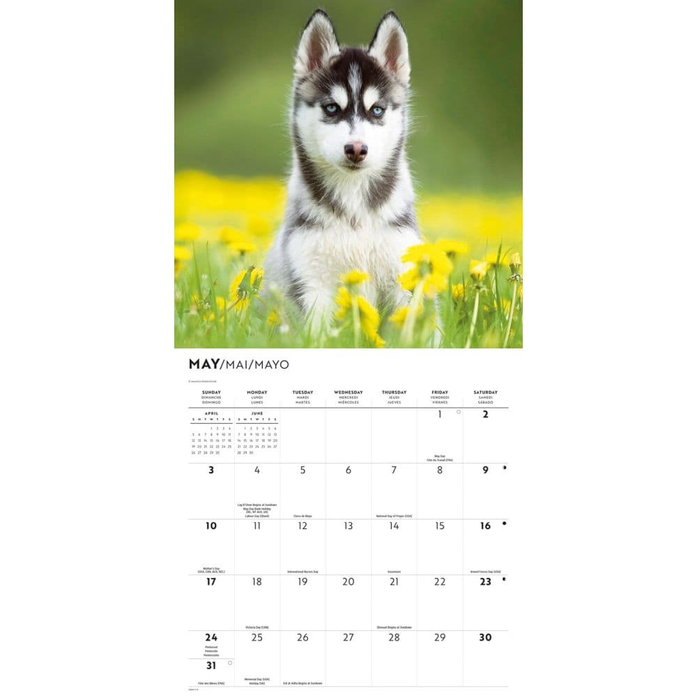 Siberian Husky Puppies 2026 Wall Calendar Third Alternate Image