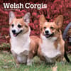 image Welsh Corgis 2024 Wall Calendar