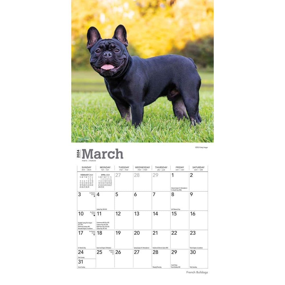 French Bulldogs 2024 Mini Wall Calendar