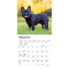 image French Bulldogs 2024 Mini Wall Calendar Second Alternate Image width=&quot;1000&quot; height=&quot;1000&quot;