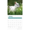 image Baby Goats 2025 Wall Calendar Second Alternate Image width="1000" height="1000"