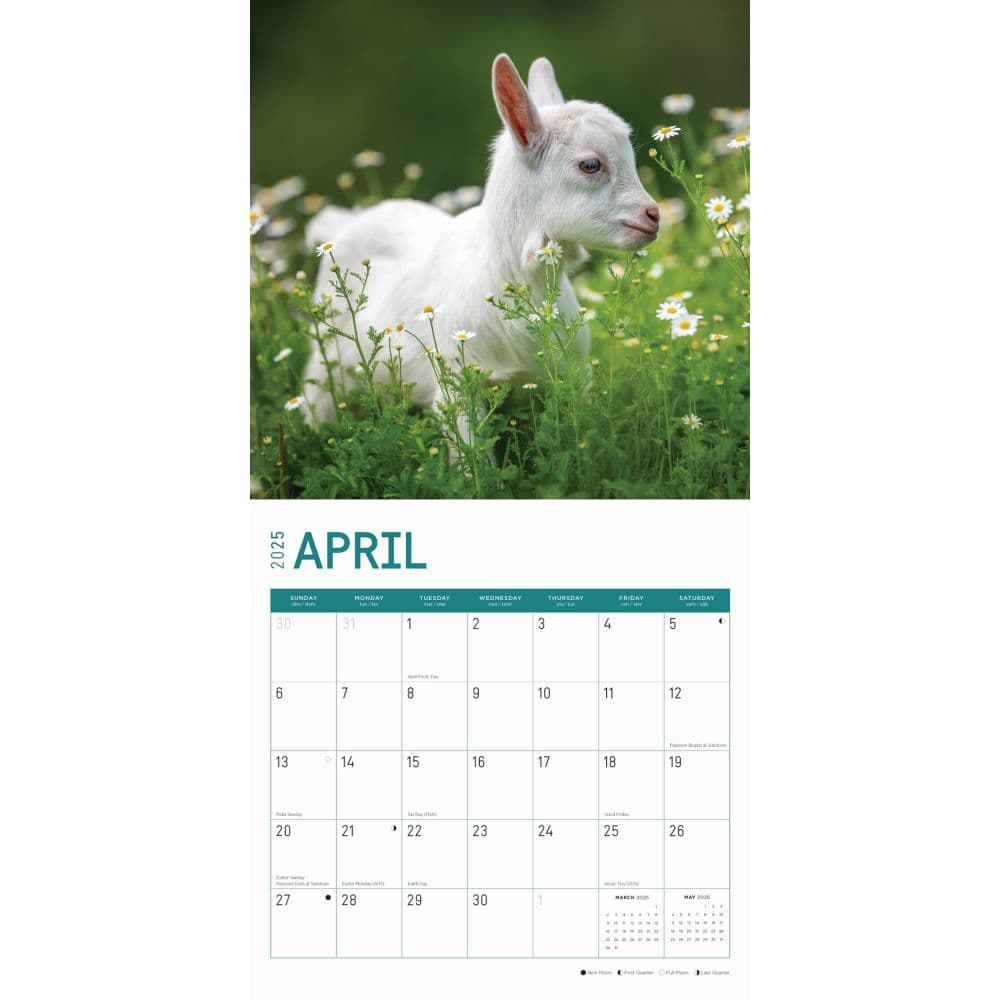 Baby Goats 2025 Wall Calendar Second Alternate Image width="1000" height="1000"