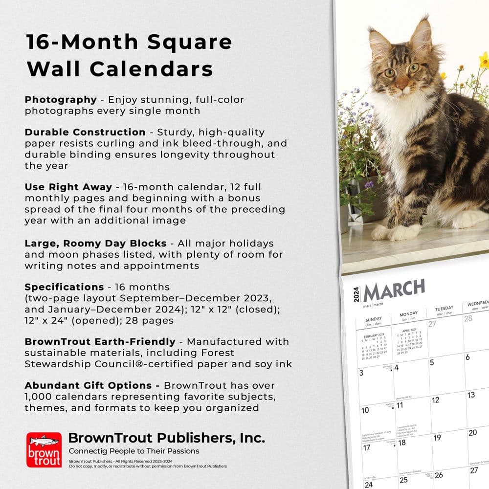 Maine Coon Cats 2025 Wall Calendar