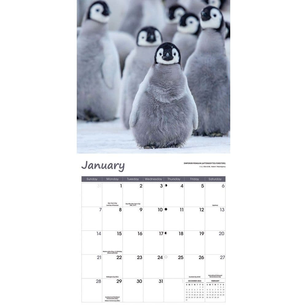Baby Animals 2024 Wall Calendar Alternate Image 2