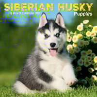 image Siberian Husky Puppies 2027 Mini Wall Calendar Main Product Image