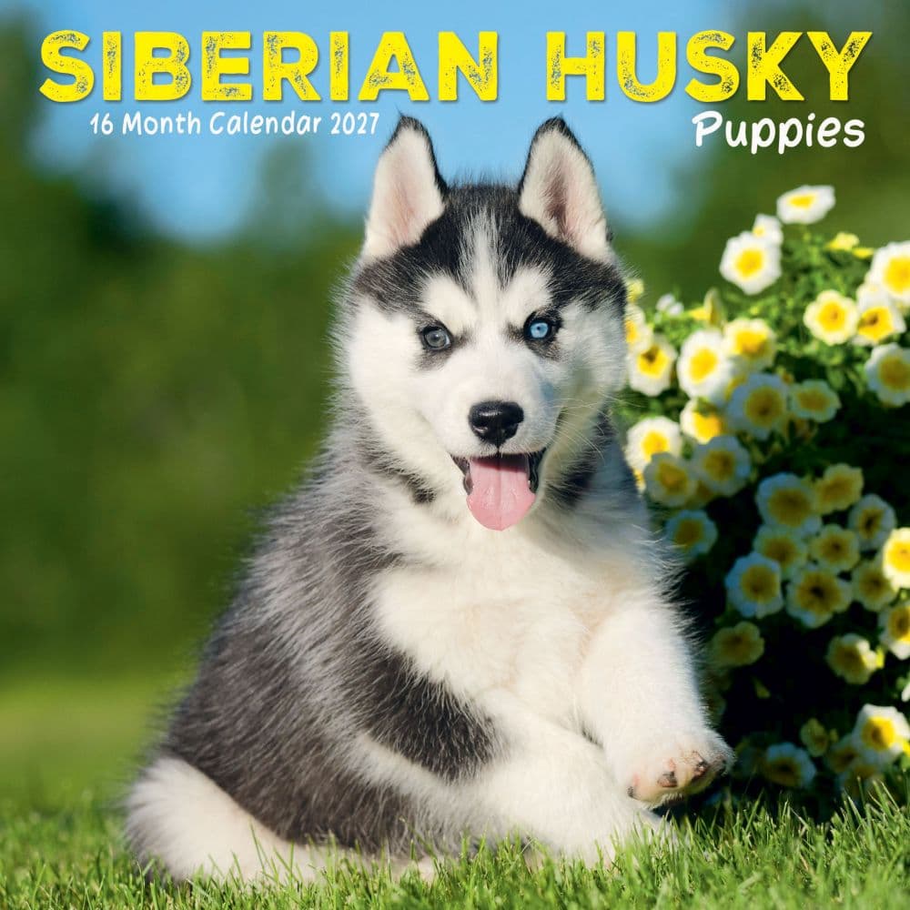 image Siberian Husky Puppies 2027 Mini Wall Calendar Main Product Image