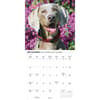 image Weimaraners 2026 Wall Calendar Fourth Alternate Image