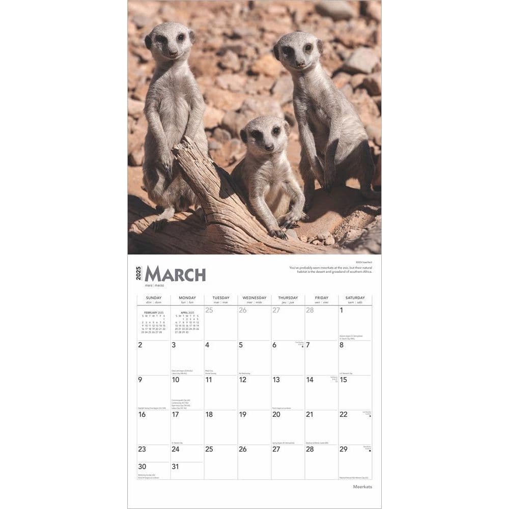 Meerkats 2025 Wall Calendar Second Alternate Image