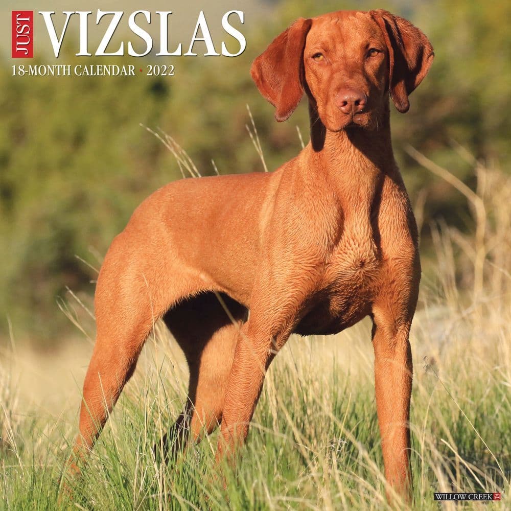 Vizslas 2022 Wall Calendar