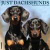 image Just Dachshunds 2026 Wall Calendar  Main Image