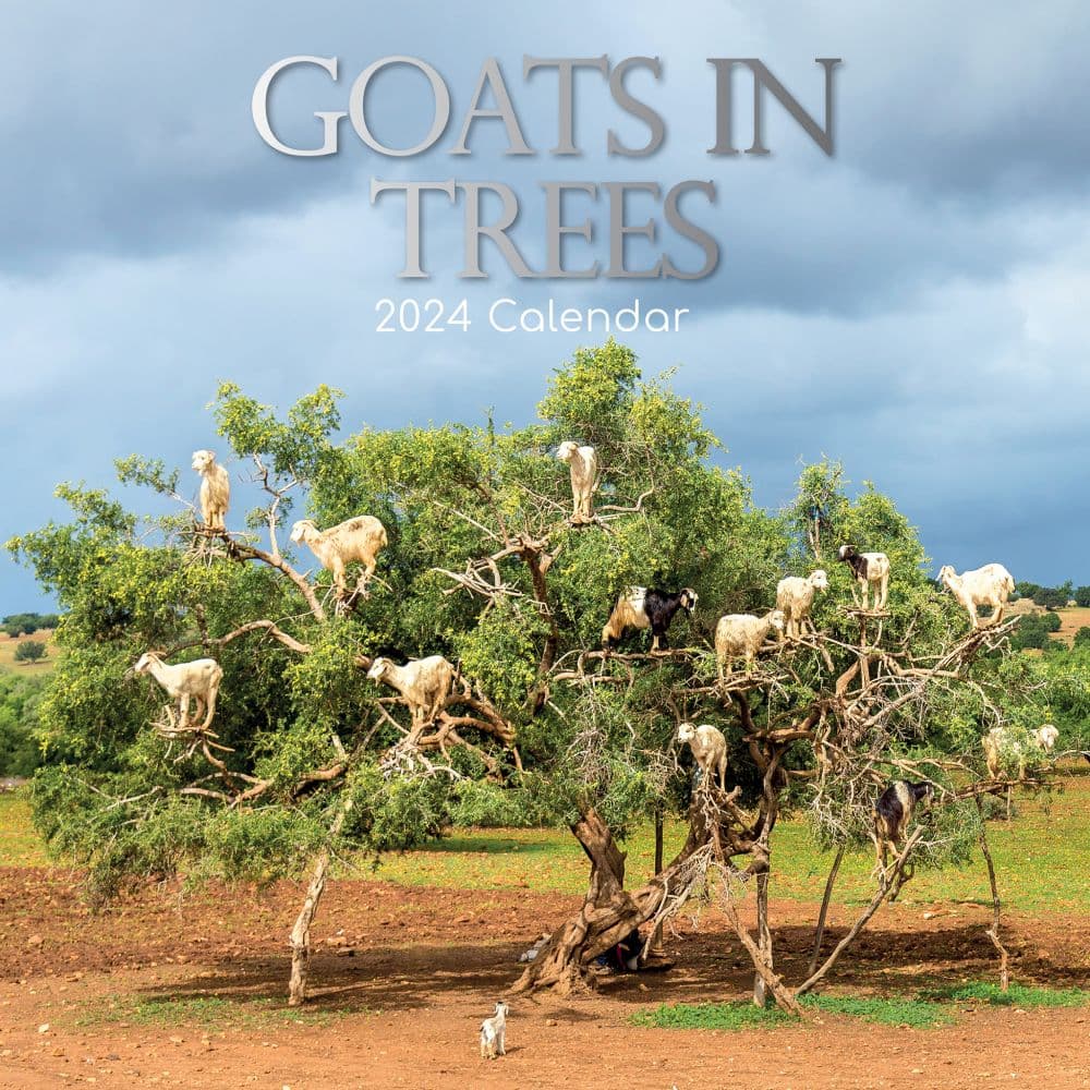 Goats in Trees 2024 Wall Calendar - Calendars.com