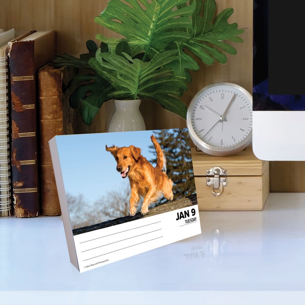 Just Goldens 2024 Desk Calendar