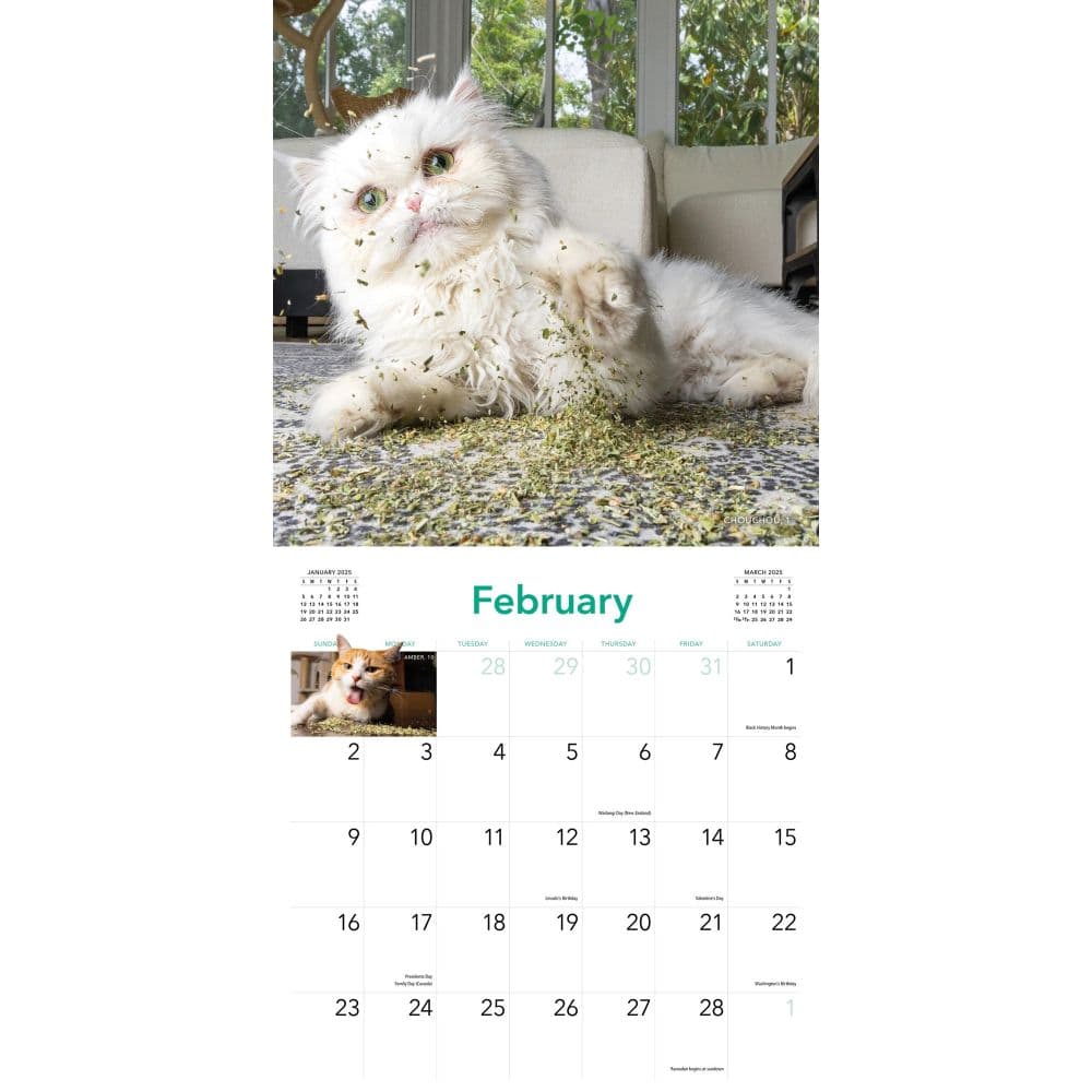 Cats on Catnip 2025 Wall Calendar First Alternate Image width=&quot;1000&quot; height=&quot;1000&quot;