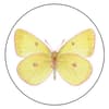 image Brillant Butterflies Coffee Mug Third Alternate Image