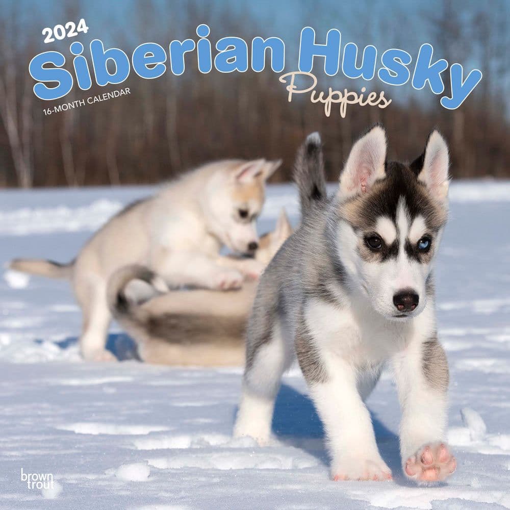 Siberian Husky Puppies 2024 Wall Calendar - Calendars.com