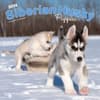 image Siberian Husky Puppies 2024 Wall Calendar Main Product Image width=&quot;1000&quot; height=&quot;1000&quot;