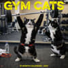 image Gym Cats 2027 Wall Calendar Main Product Image