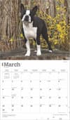 image Boston Terriers Deluxe 2025 Wall Calendar March