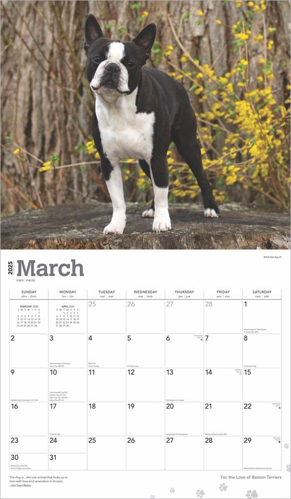 Boston Terriers Deluxe 2025 Wall Calendar March