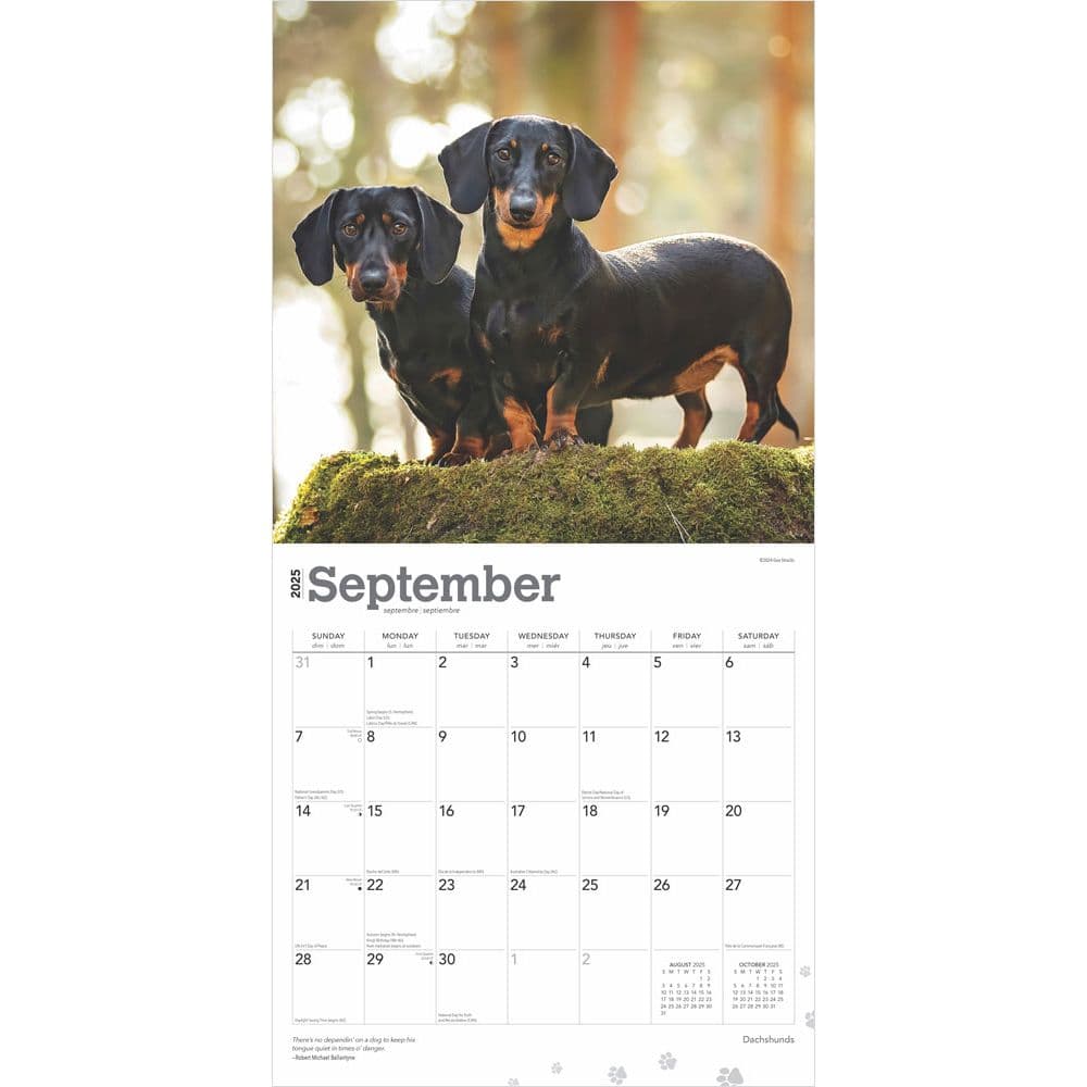 Dachshunds 2025 Wall Calendar