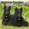 image Scottish Terriers 2024 Wall Calendar Main Product Image width=&quot;1000&quot; height=&quot;1000&quot;