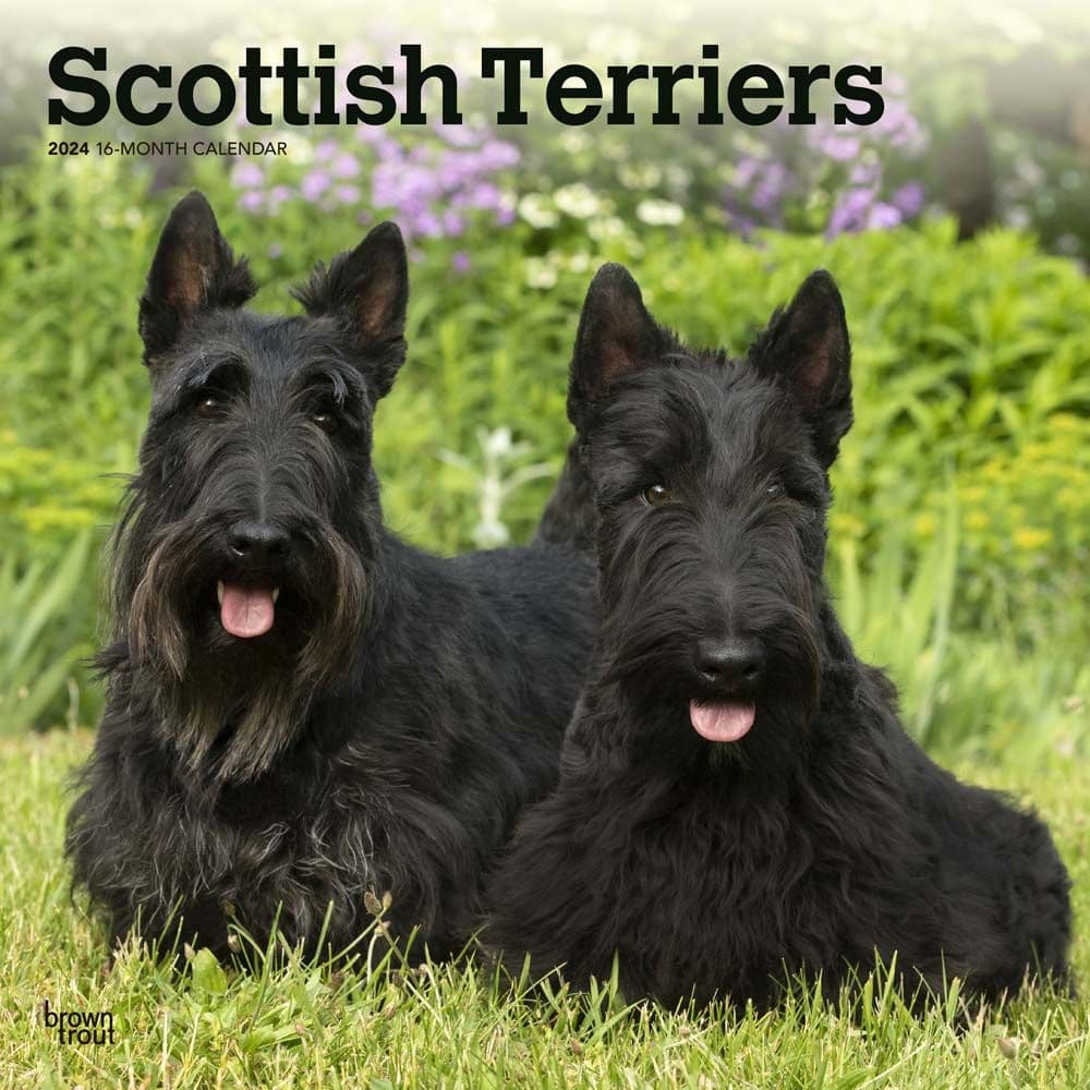 Scottish Terriers 2024 Wall Calendar Main Product Image width=&quot;1000&quot; height=&quot;1000&quot;