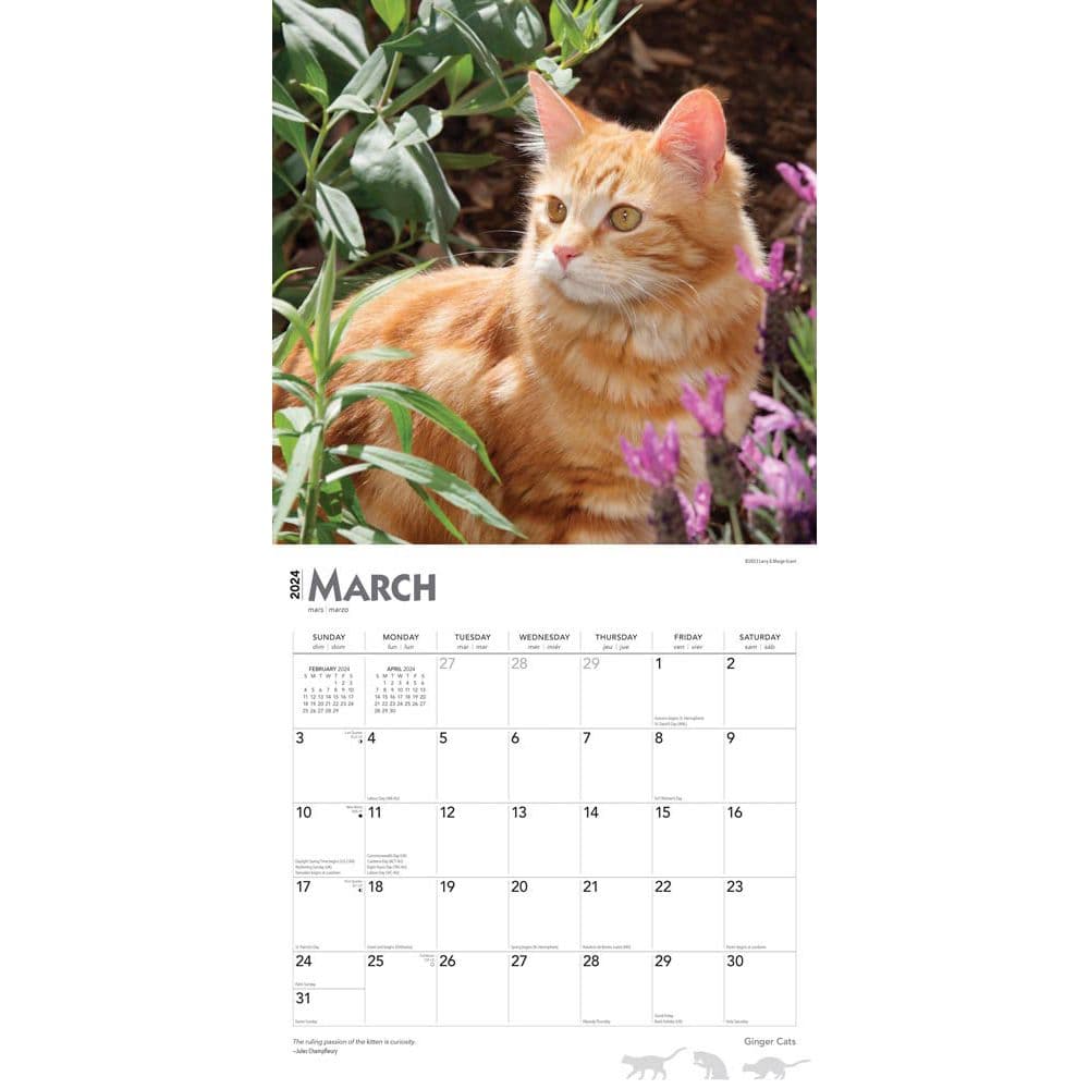 Ginger Cats 2024 Wall Calendar - Calendars.com