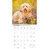 image Goldendoodles 2026 Wall Calendar Third Alternate Image