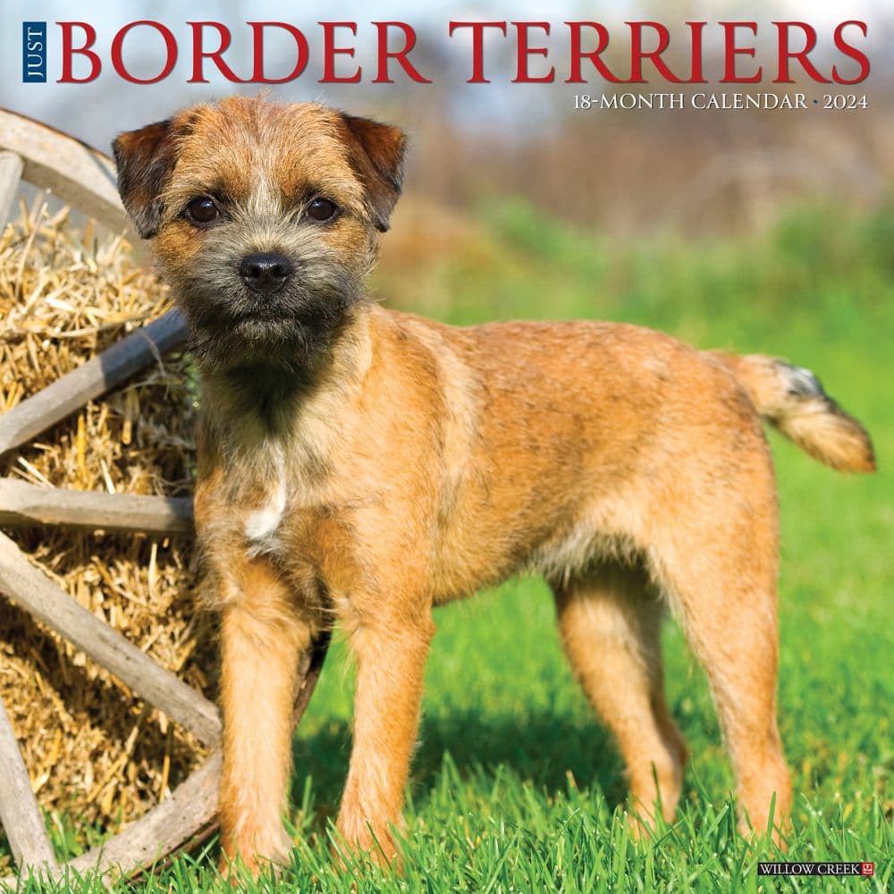 Border Terriers 2024 Wall Calendar