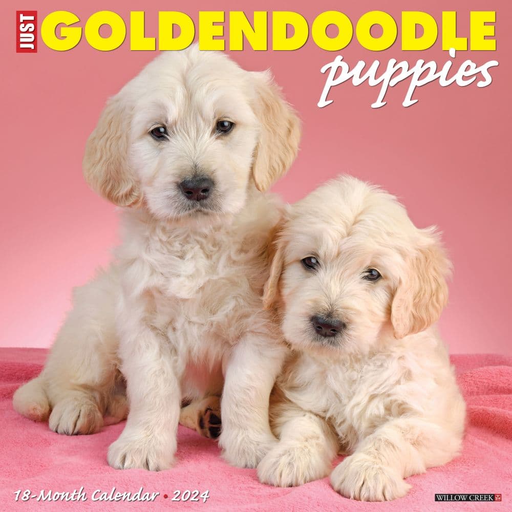 Just Goldendoodle Puppies 2024 Wall Calendar Main Image