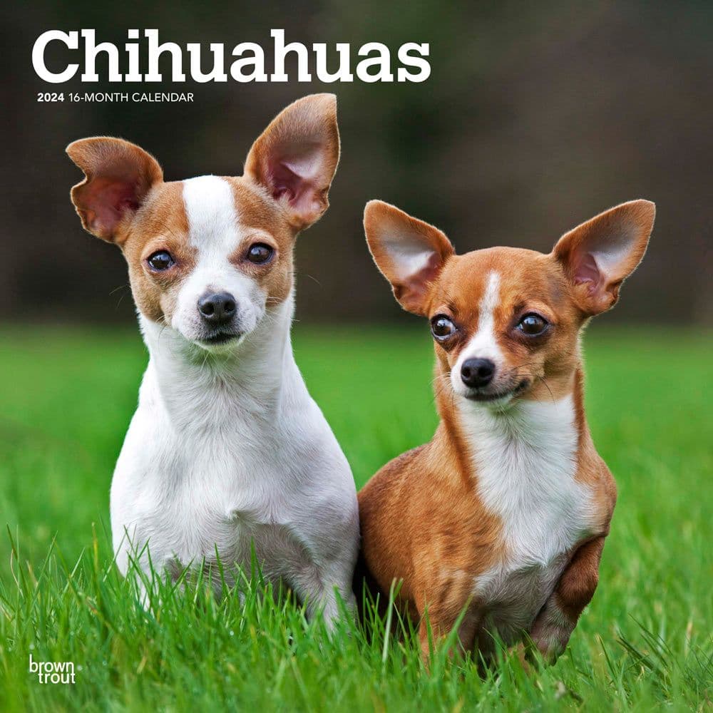 Chihuahuas 2024 Wall Calendar Main Image
