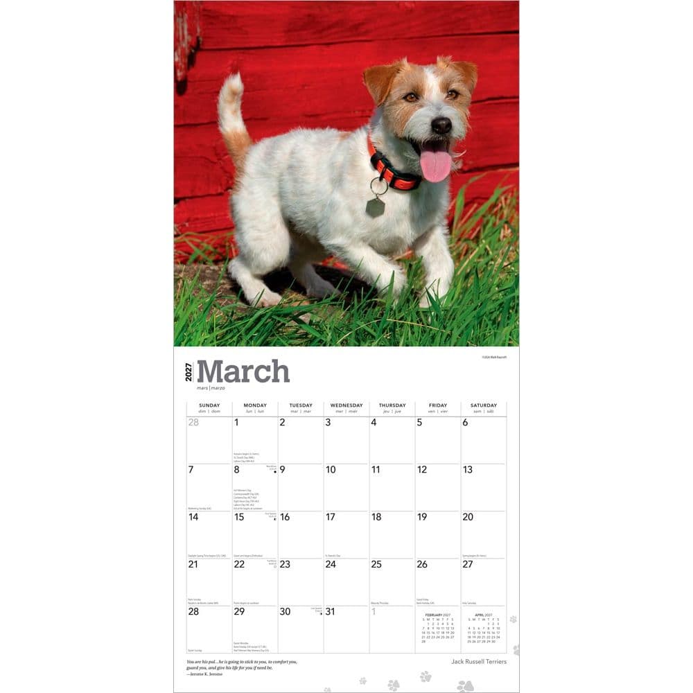 Jack Russell Terriers 2027 Wall Calendar Second  Alternate Image