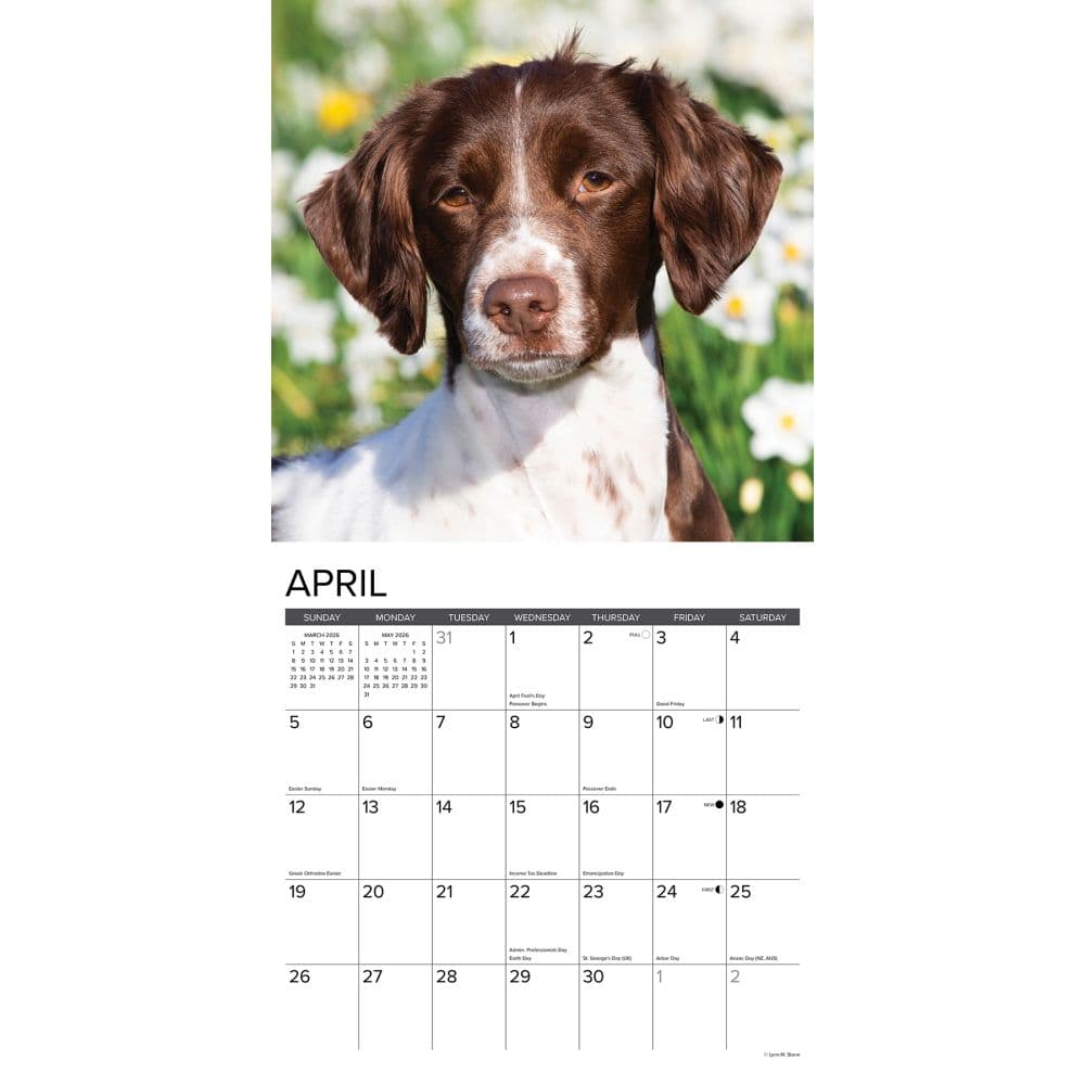 Just Brittanys 2026 Wall Calendar Second Alternate Image