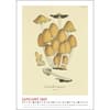 image Mushroom Poster 2025 Wall Calendar