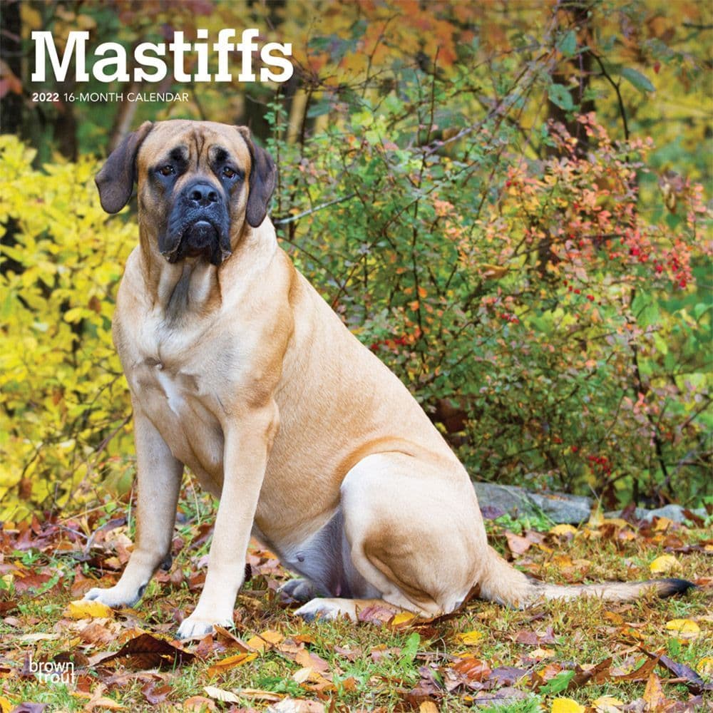 Mastiffs 2022 Wall Calendar