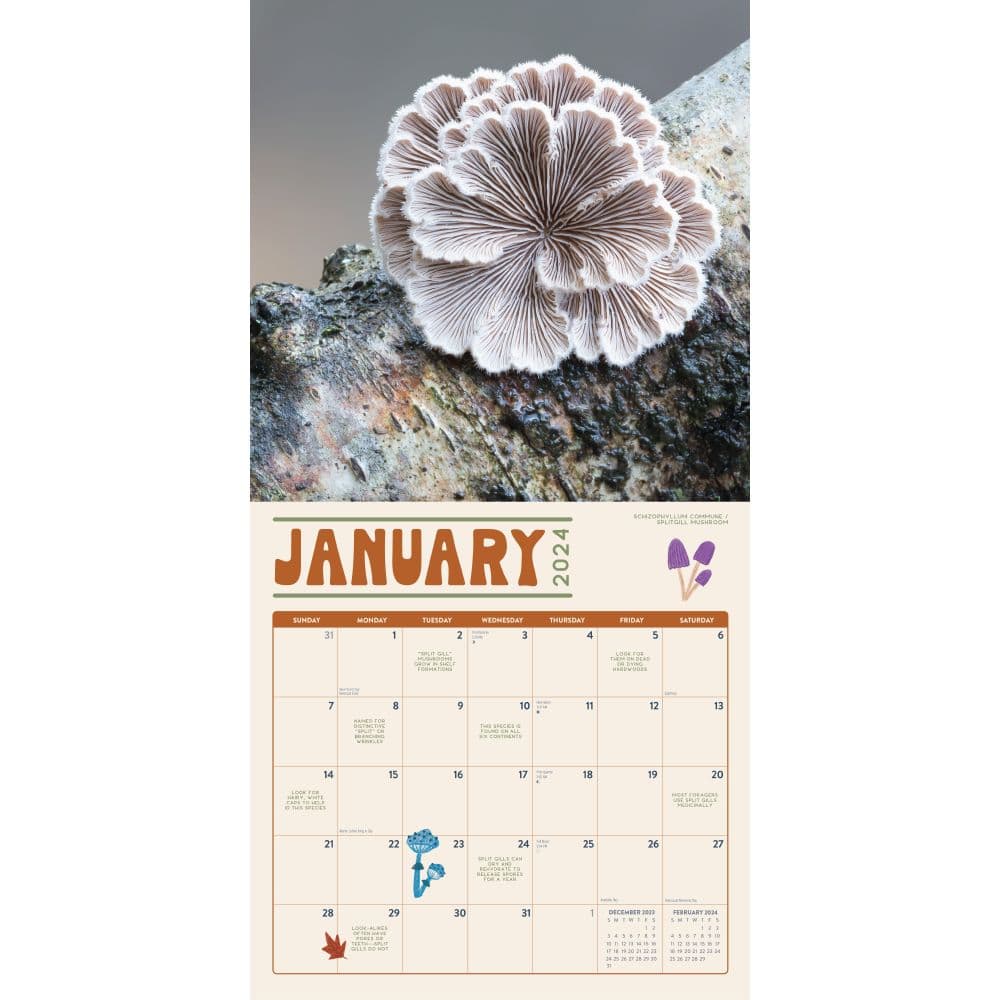 Marvelous Mushrooms 2024 Wall Calendar Second Alternate Image width=&quot;1000&quot; height=&quot;1000&quot;