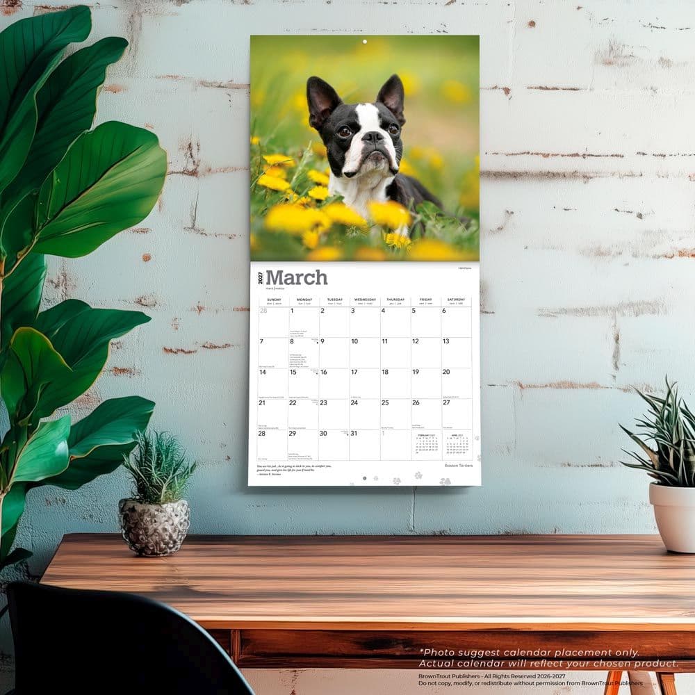 Boston Terriers 2027 Wall Calendar Fourth Alternate Image