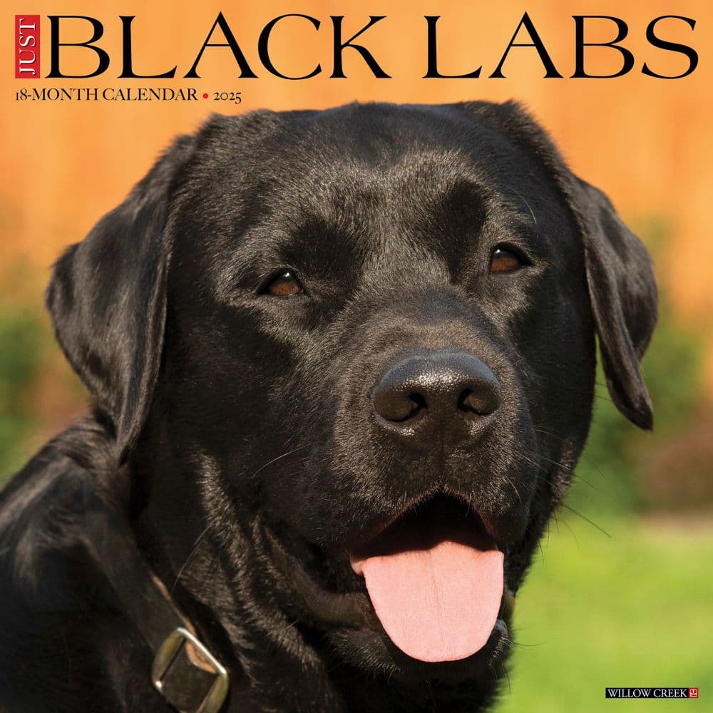 Just Black Labs 2025 Wall Calendar