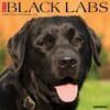 image Just Black Labs 2025 Wall Calendar Main Image