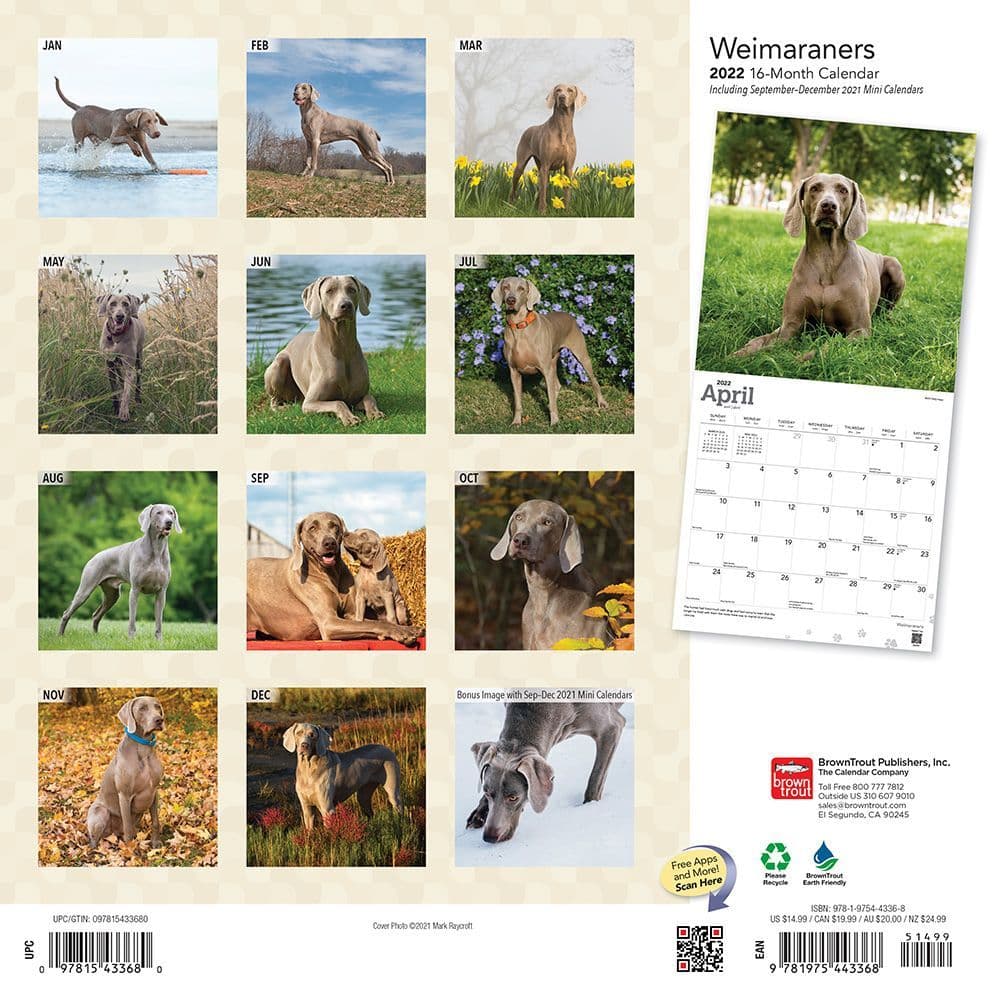 Weimaraners 2022 Wall Calendar - Calendars.com