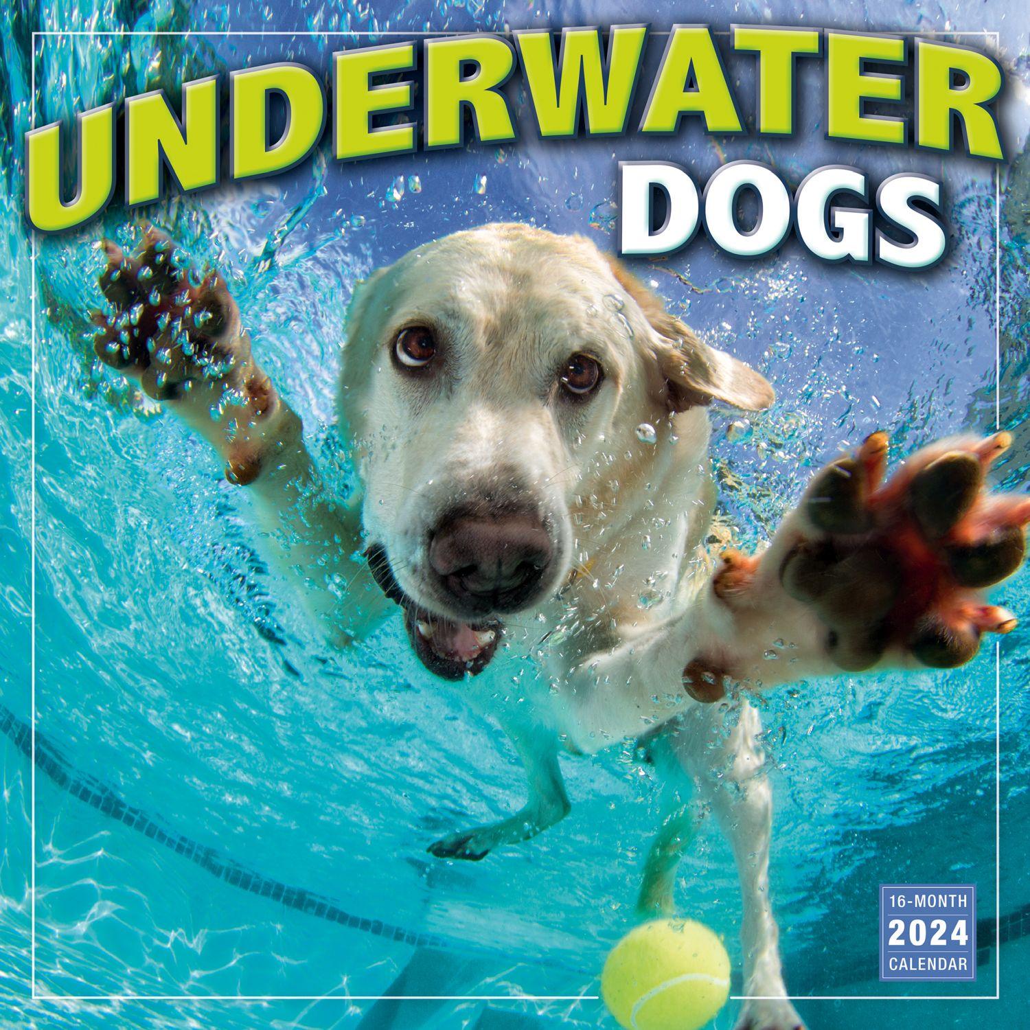 Underwater Dogs 2024 Wall Calendar