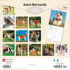 image Saint Bernards 2027 Wall Calendar First Alternate Image