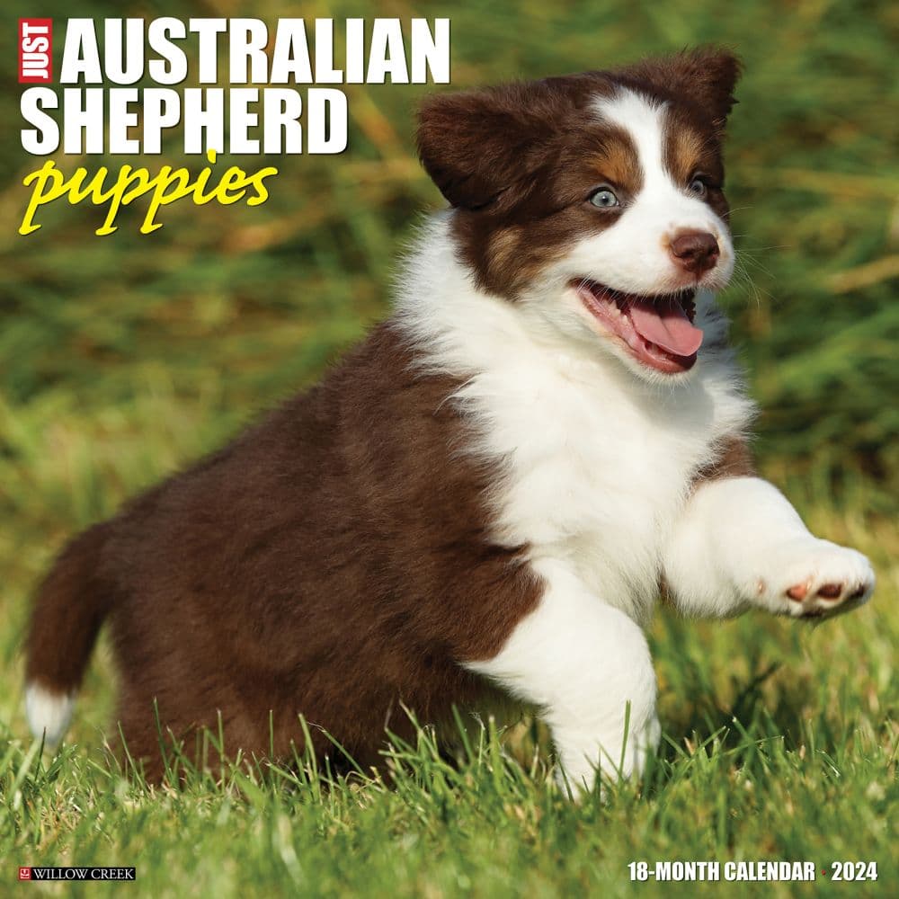 Australian Shepherd Puppies 2024 Wall Calendar Calendars