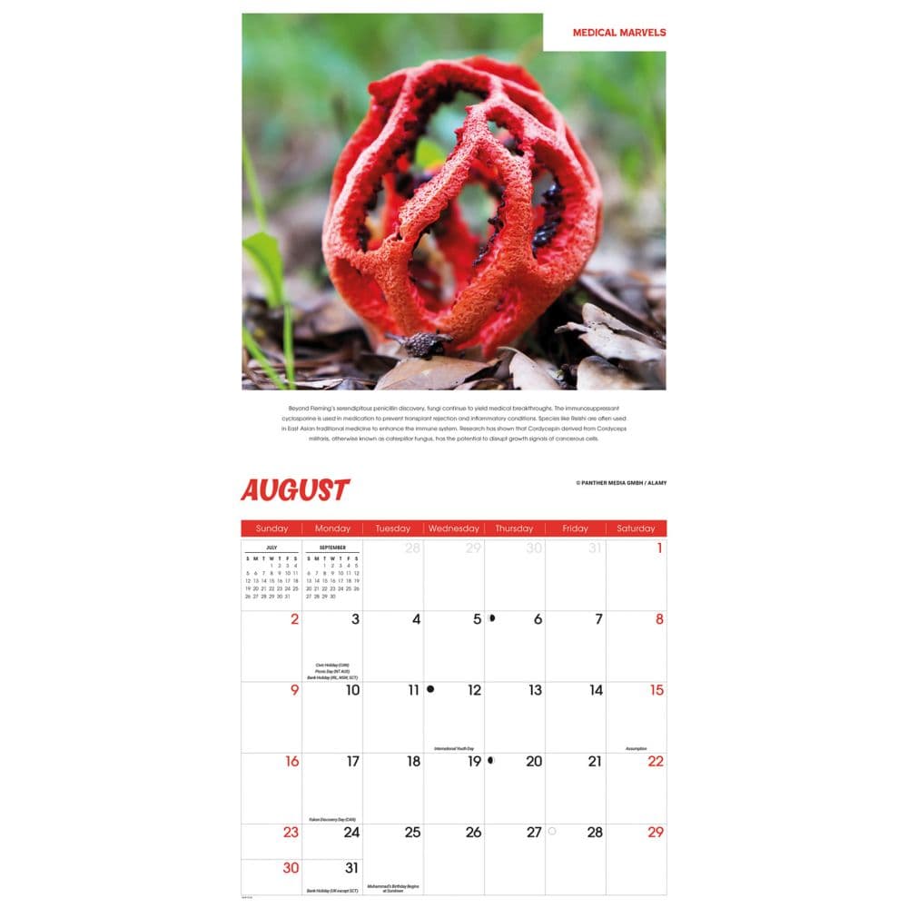 Fascinating Fungi 2026 Wall Calendar Fourth Alternate Image