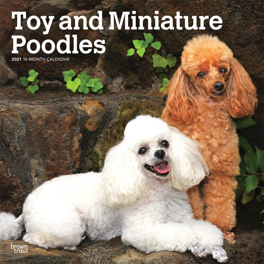 toy and miniature poodle