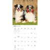 image Australian Shepherds 2026 Wall Calendar Third Alternate Image