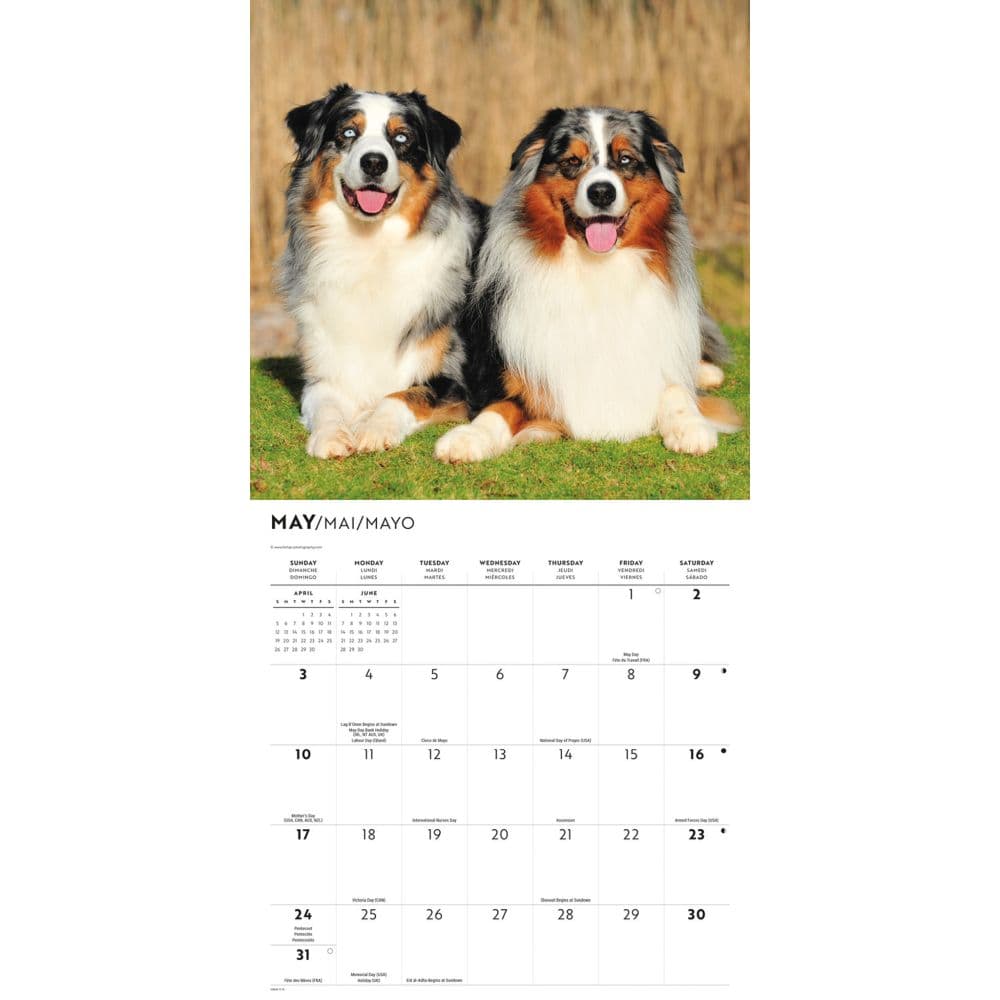 Australian Shepherds 2026 Wall Calendar Third Alternate Image