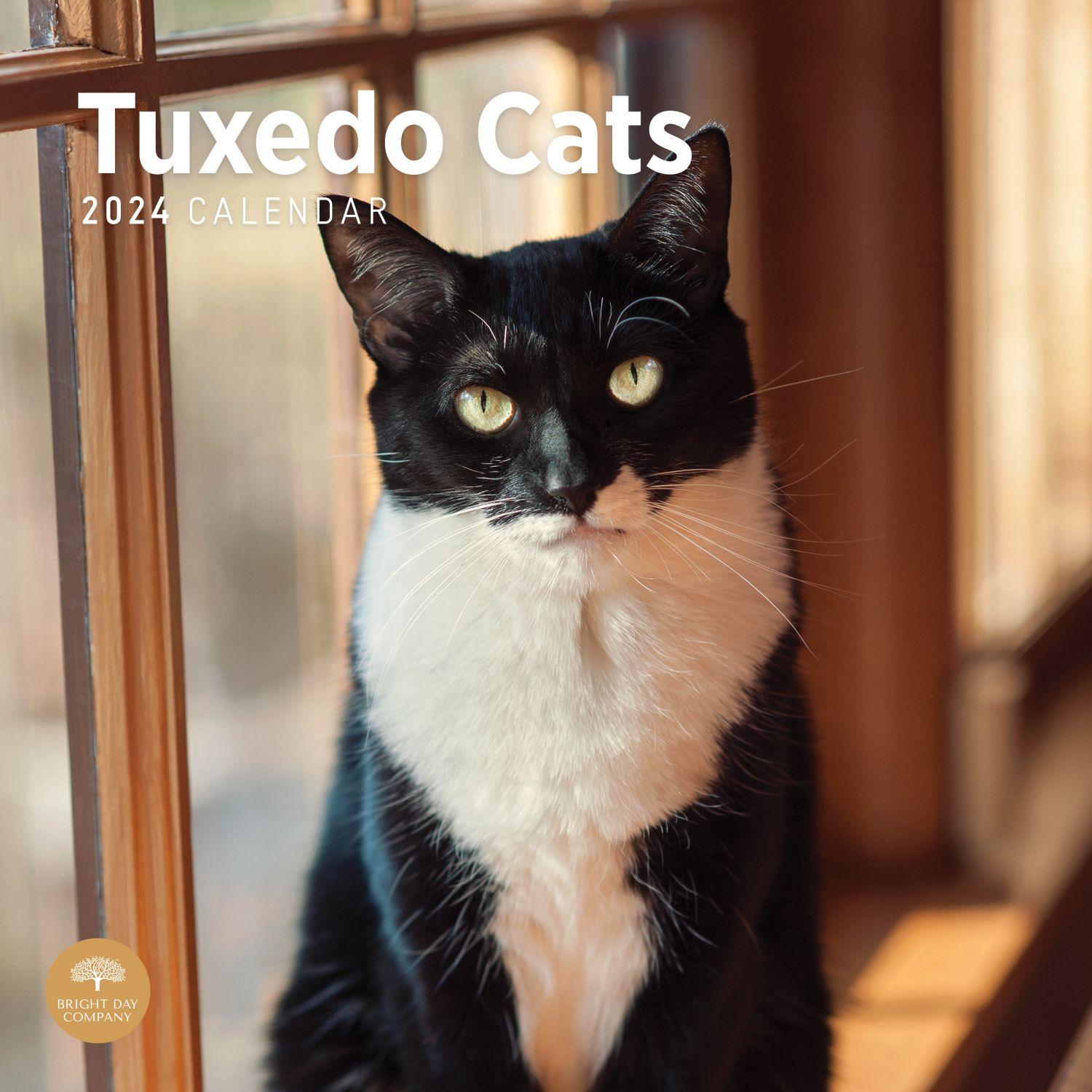 Tuxedo Cats 2025 Wall Calendar