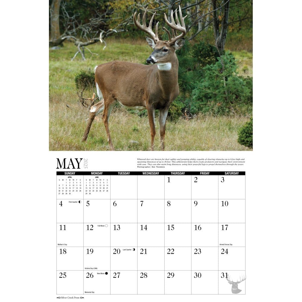 Whitetail Deer 2025 Wall Calendar Alt2